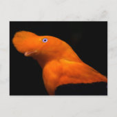 Andescock-of-the-rock Briefkaart (Voorkant)