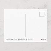 Andesrotsklipfazant Briefkaart (Achterkant)