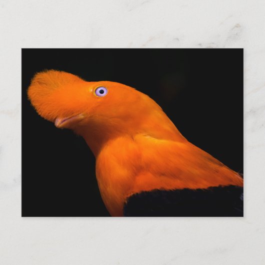 Andesrotsklipfazant Briefkaart (Voorkant)