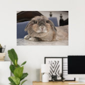 Andorra de bunny: Chillaxing Poster (Thuiskantoor)
