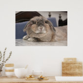 Andorra de bunny: Chillaxing Poster (Keuken)