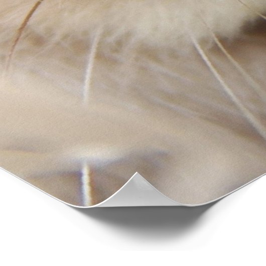 Andorra de bunny: Stare Poster (Hoek)