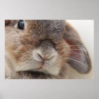 Andorra de bunny: Stare Poster