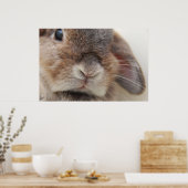 Andorra de bunny: Stare Poster (Keuken)