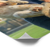 Andrew Tate tijger poster (Hoek)