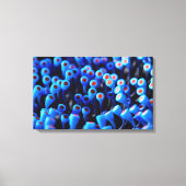 Androecia Canvas Afdruk (Voorkant)