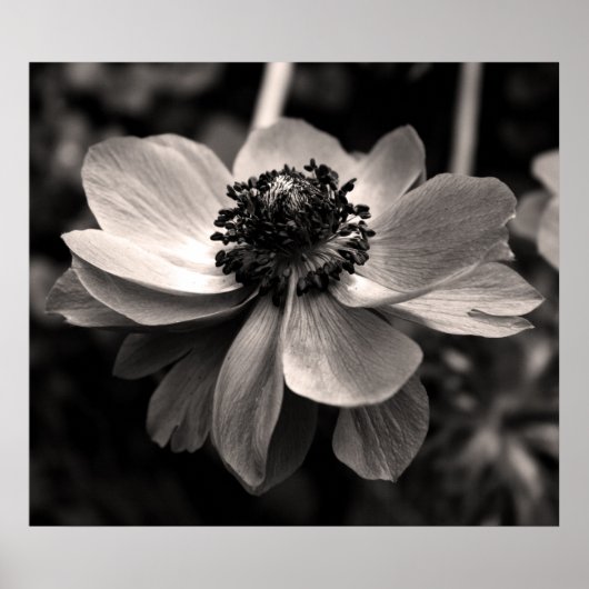 Anemone Black en White Floral photography Poster (Voorkant)