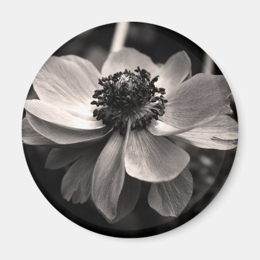 Anemone Black White Photography Round Magnet (Voorkant)