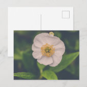 Anemone Briefkaart (Voorkant / Achterkant)