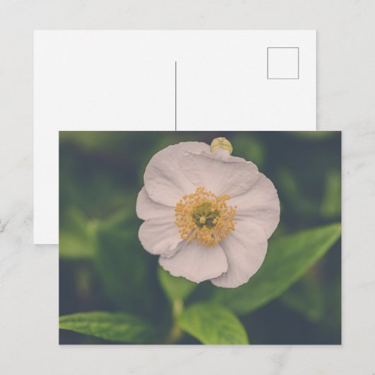 Anemone Briefkaart (Voorkant / Achterkant)