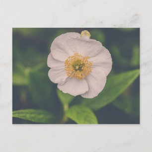 Anemone Briefkaart