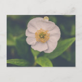 Anemone Briefkaart (Voorkant)