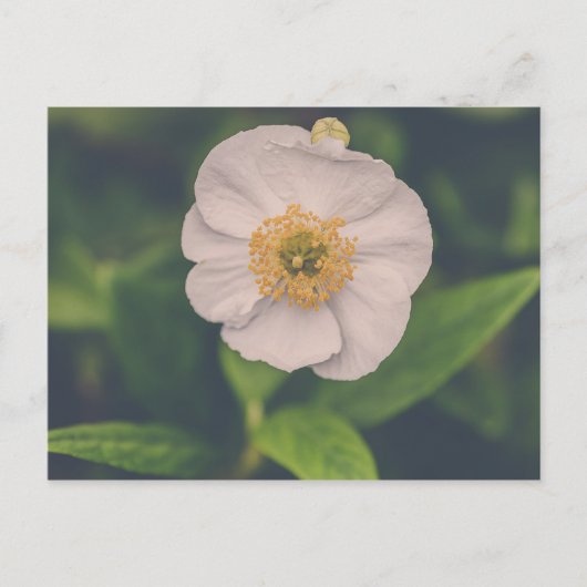 Anemone Briefkaart (Voorkant)