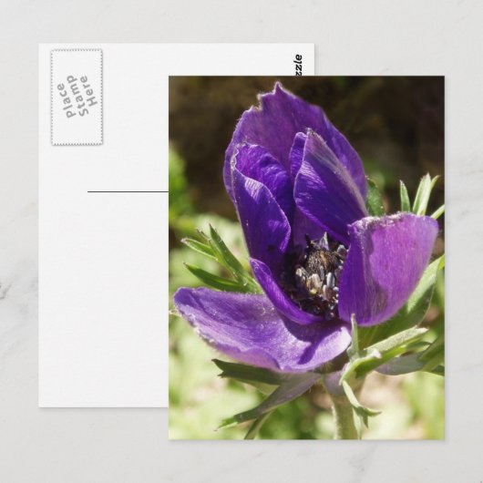 Anemone Briefkaart (Voorkant / Achterkant)