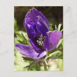 Anemone Briefkaart