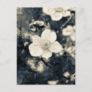 Anemone Briefkaart