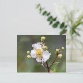 Anemone Briefkaart (Staand voorkant)