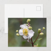 Anemone Briefkaart (Voorkant / Achterkant)