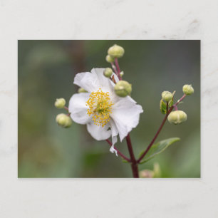 Anemone Briefkaart