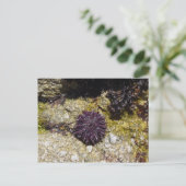 Anemone Briefkaart (Staand voorkant)