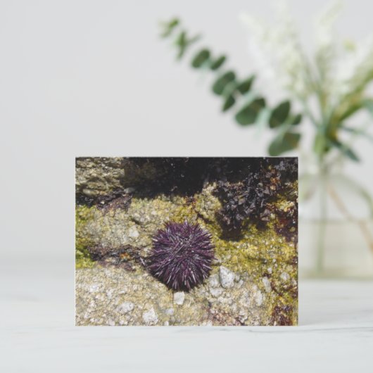 Anemone Briefkaart (Staand voorkant)