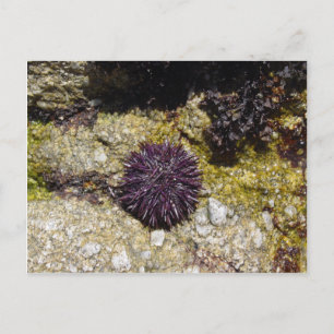 Anemone Briefkaart
