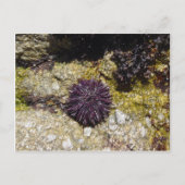 Anemone Briefkaart (Voorkant)