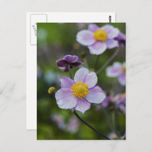 Anemone Briefkaart (Voorkant / Achterkant)