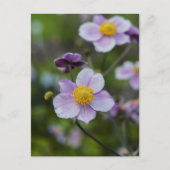 Anemone Briefkaart (Voorkant)