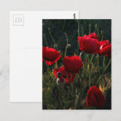 Anemone Briefkaart (Voorkant / Achterkant)