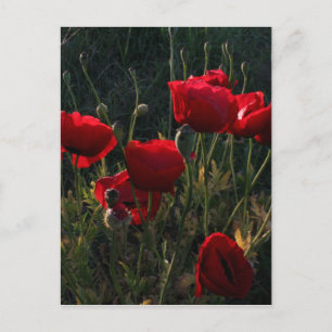 Anemone Briefkaart