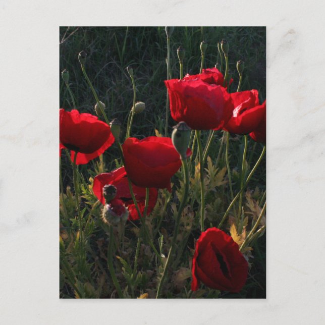 Anemone Briefkaart (Voorkant)