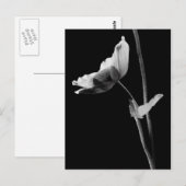 Anemone Briefkaart B&W (Voorkant / Achterkant)