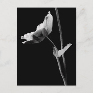 Anemone Briefkaart B&W