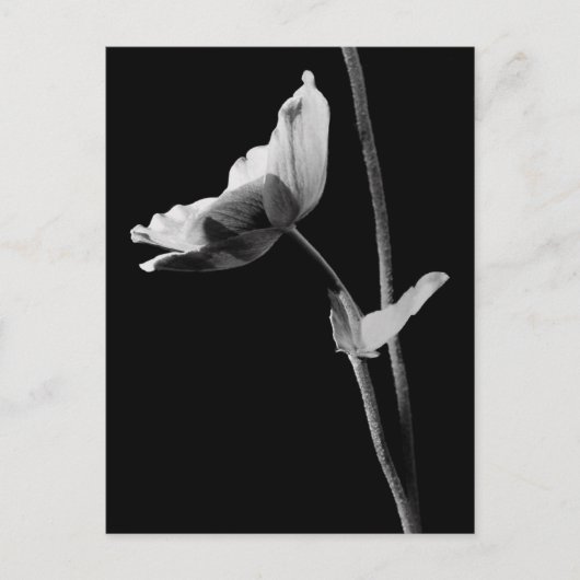 Anemone Briefkaart B&W (Voorkant)