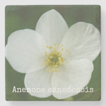 Anemone canadensis