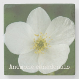 Anemone canadensis stenen onderzetter