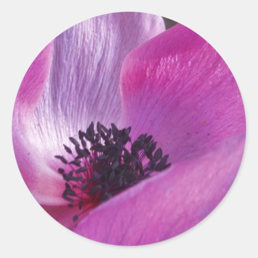 Anemone Closeup Stickers (Voorkant)
