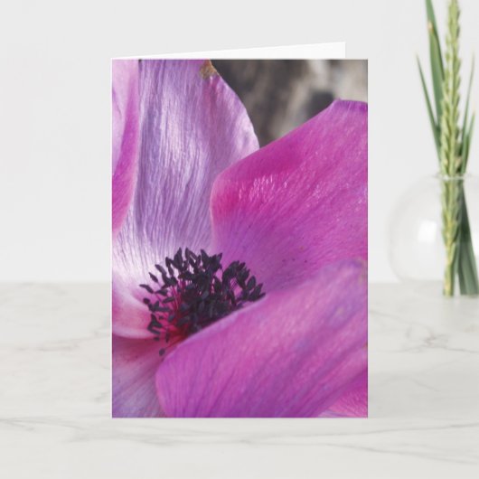 Anemone Closeup Wenskaart Kaart (Voorkant)