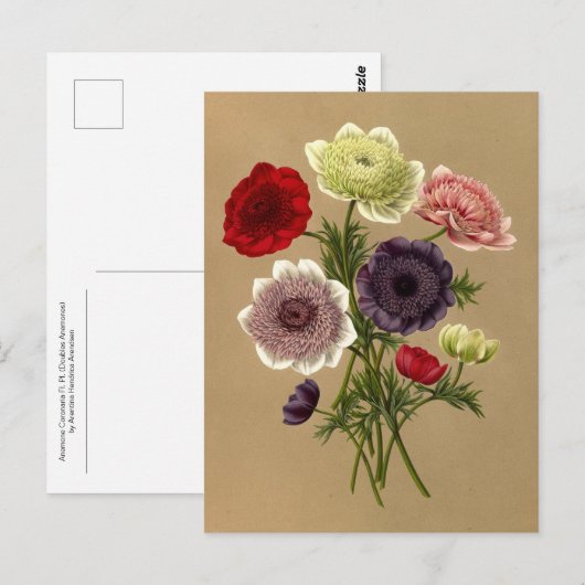 Anemone Coronaria Fl. Pl. (Duizels) Briefkaart (Voorkant / Achterkant)