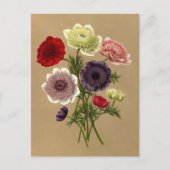 Anemone Coronaria Fl. Pl. (Duizels) Briefkaart (Voorkant)