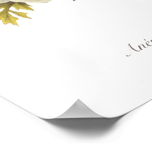 Anemone en Ranunculus Poster (Hoek)