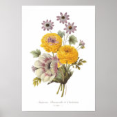 Anemone en Ranunculus Poster (Voorkant)