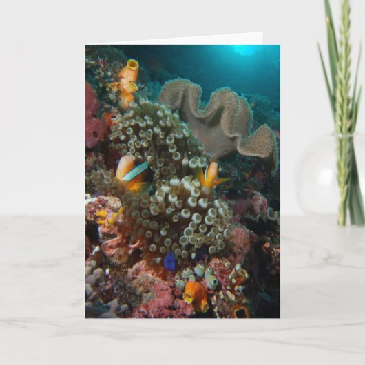 Anemone Fish Garden Kaart (Voorkant)