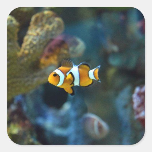 Anemone Fish Vierkante Sticker (Voorkant)