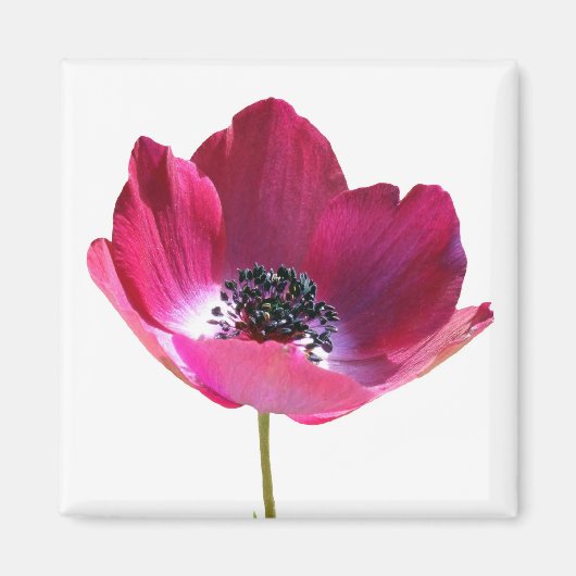 Anemone Flower Magnet (Voorkant)