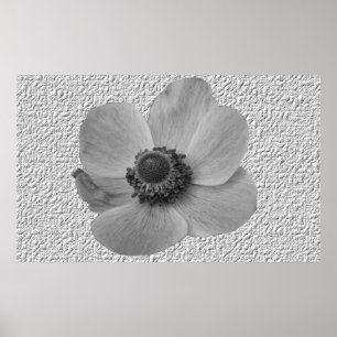  Anemone Flower Print