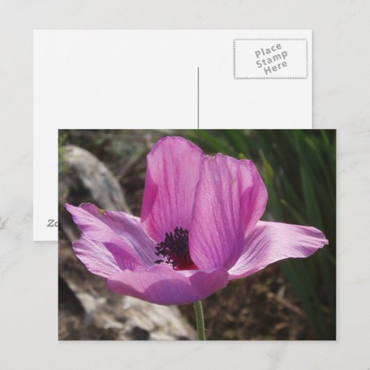 Anemone Garden Briefkaart (Voorkant / Achterkant)