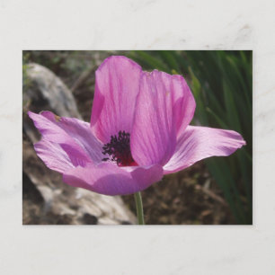 Anemone Garden Briefkaart