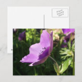 Anemone Garden Poscard Briefkaart (Voorkant / Achterkant)
